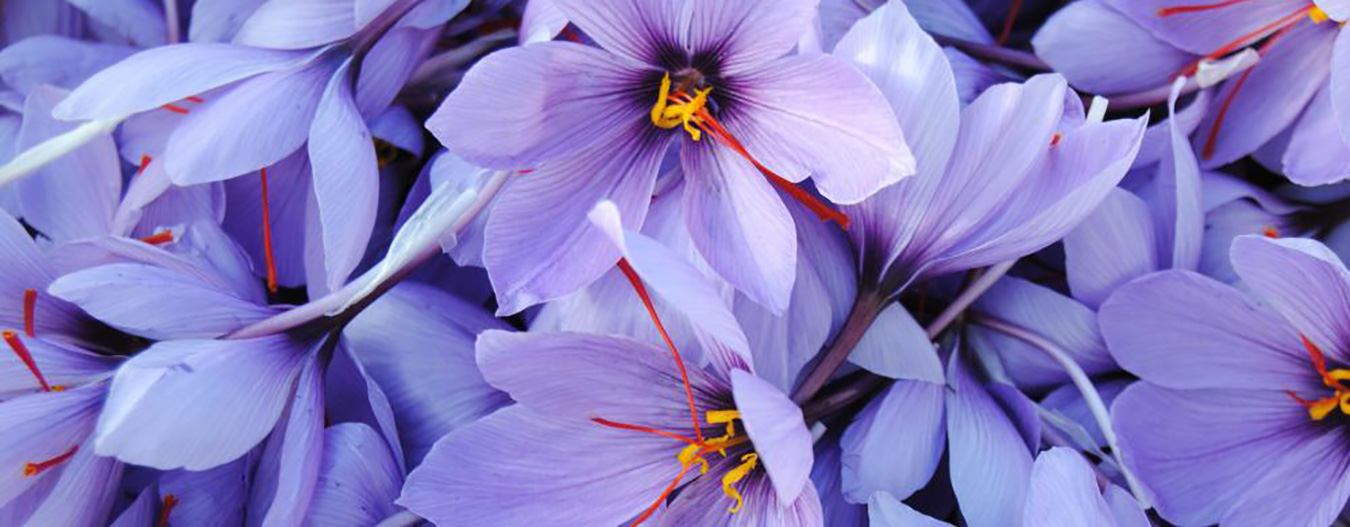 Saffron Nutrition Facts Elahidoost Saffron