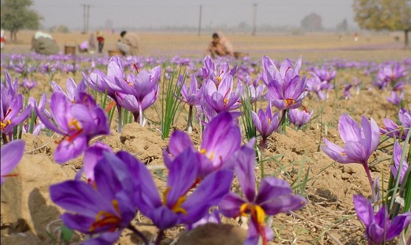 Saffron new crop price 2023